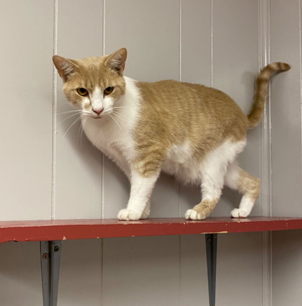 adoptable Cat in Portland, IN named Floyd