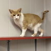 adoptable Cat in portland, IN named Floyd
