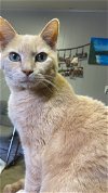 adoptable Cat in portland, IN named Harry