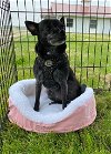 adoptable Dog in portland, OR named Lucy