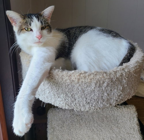 Pegasus, a cat for adoption from Midwest Pet Refuge