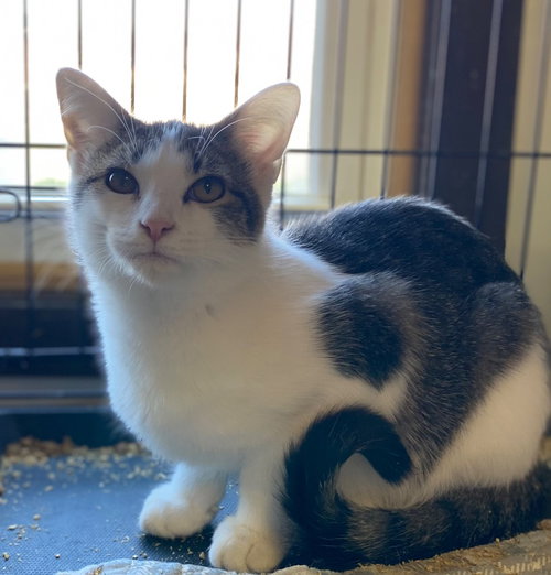 PEGASUS - Domestic Short Hair available for adoption