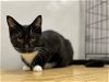 adoptable Cat in portland, OR named Onyx