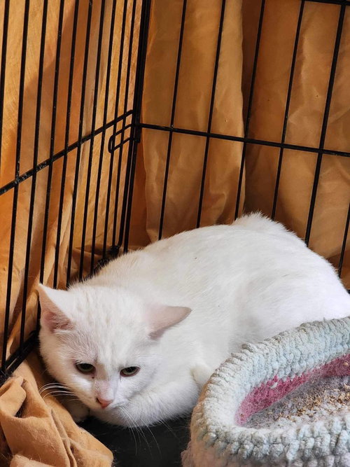 NEVA - Domestic Short Hair available for adoption