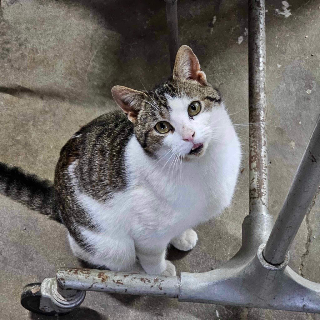 adoptable Cat in Portland, IN named Freddie Mercury