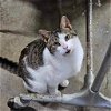 adoptable Cat in portland, IN named Freddie Mercury