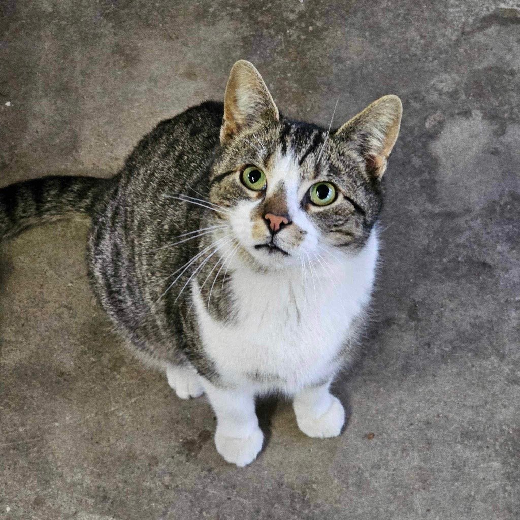 adoptable Cat in Portland, IN named Gouda