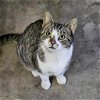 adoptable Cat in portland, IN named Gouda