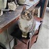 adoptable Cat in portland, IN named Mozzarella