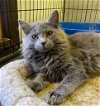adoptable Cat in portland, IN named Mercy