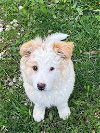 adoptable Dog in portland, IN named Yeti