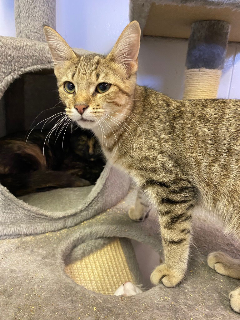 adoptable Cat in Portland, IN named Jellybean