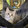 adoptable Cat in portland, OR named Jujube