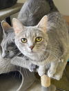 adoptable Cat in portland, IN named Starburst