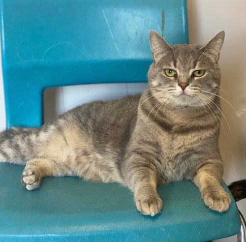 Starburst, an adoptable Domestic Short Hair in Portland, IN