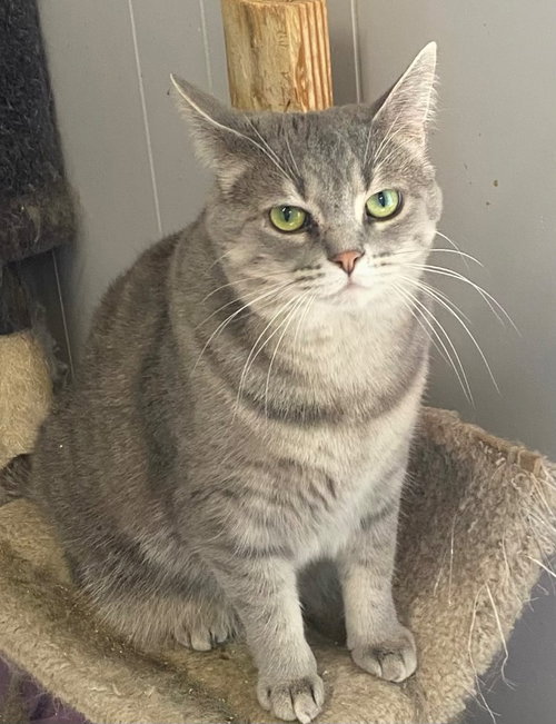 STARBURST - Domestic Short Hair available for adoption