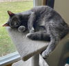 adoptable Cat in portland, IN named Platinum
