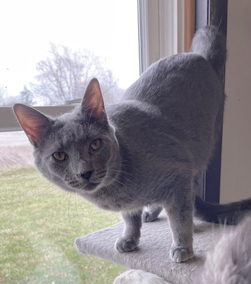 PLATINUM - Domestic Short Hair available for adoption