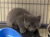 adoptable Cat in  named Platinum