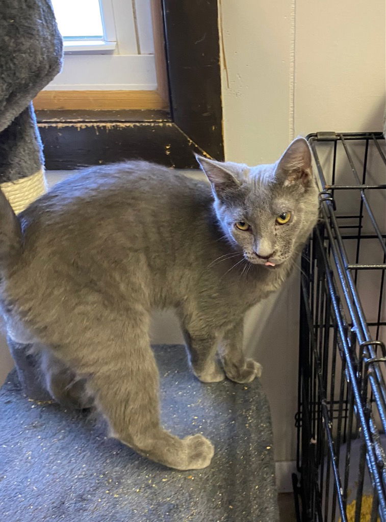 adoptable Cat in Portland, IN named Platinum