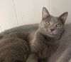 adoptable Cat in portland, IN named Titanium