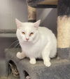 adoptable Cat in portland, IN named Chena