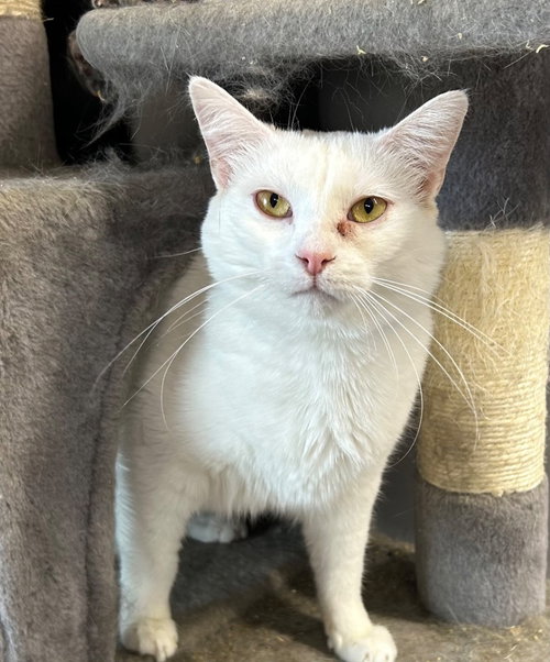 Chena, an adoptable Domestic Short Hair in Portland, IN