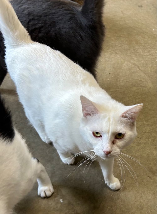 CHENA - Domestic Short Hair available for adoption