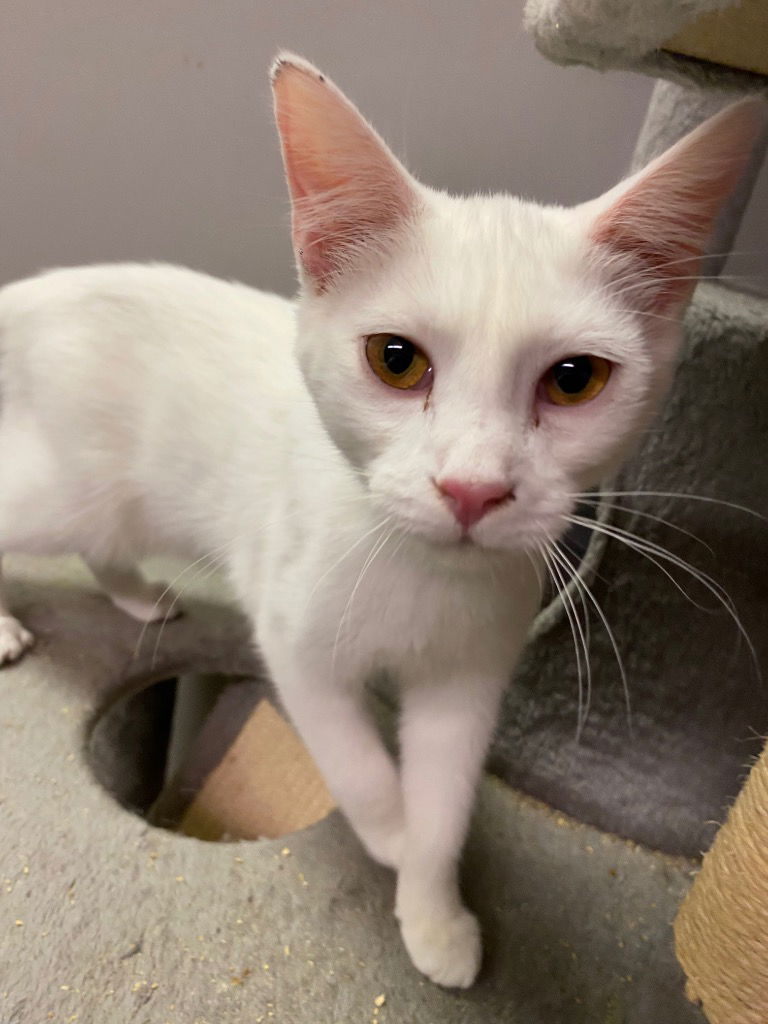 adoptable Cat in Portland, IN named Chena