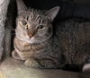 adoptable Cat in portland, IN named Mora