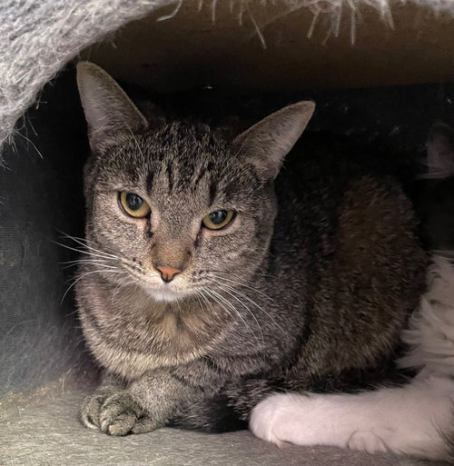 MORA - Domestic Short Hair available for adoption