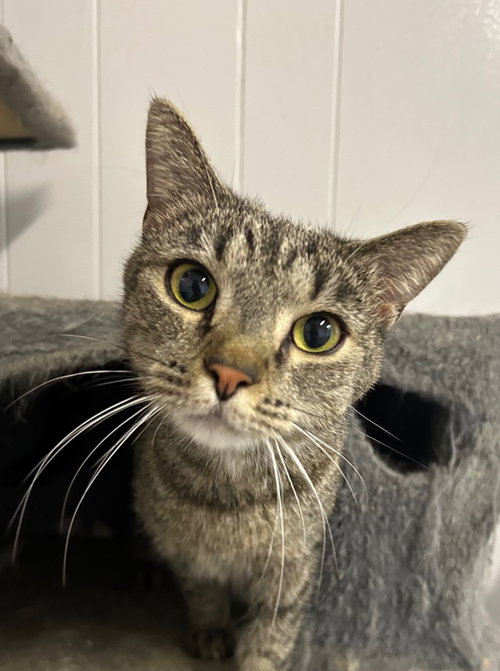 Mora, an adoptable Domestic Short Hair in Portland, IN