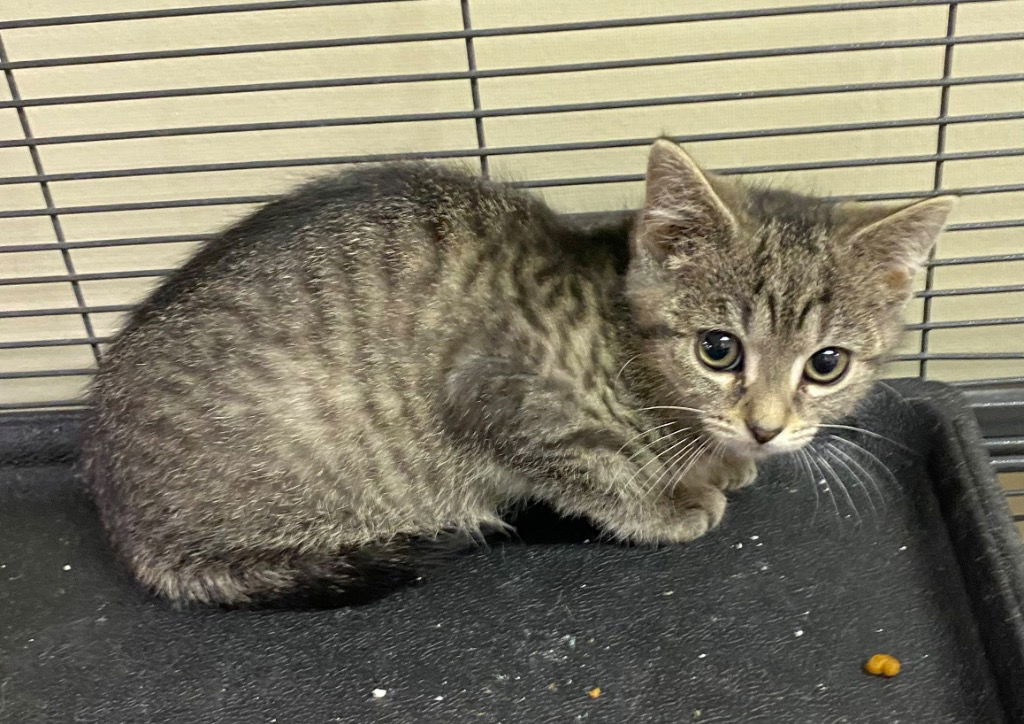 adoptable Cat in Portland, IN named Mora