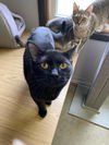 adoptable Cat in portland, IN named Evie