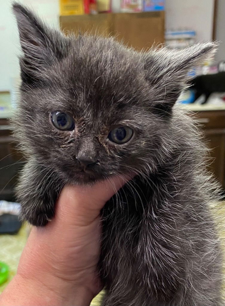 adoptable Cat in Portland, IN named Evie