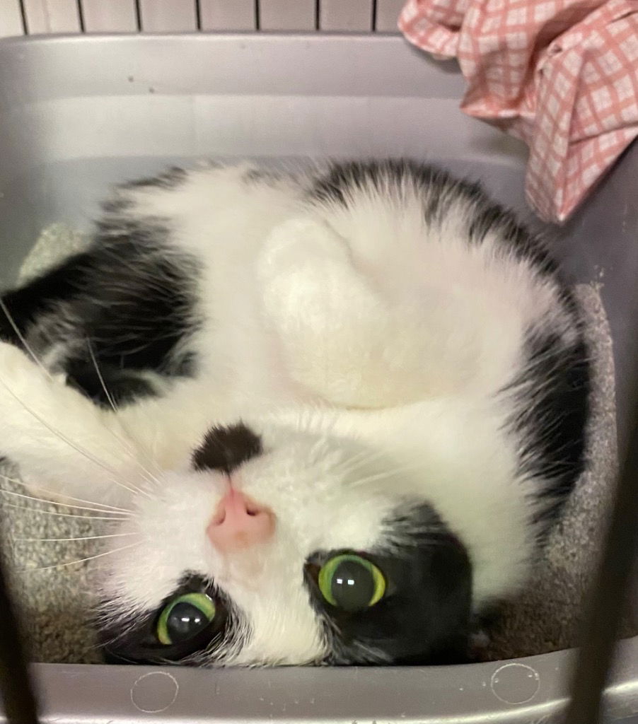 adoptable Cat in Portland, IN named Avalanche