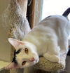 adoptable Cat in portland, IN named Doohickey