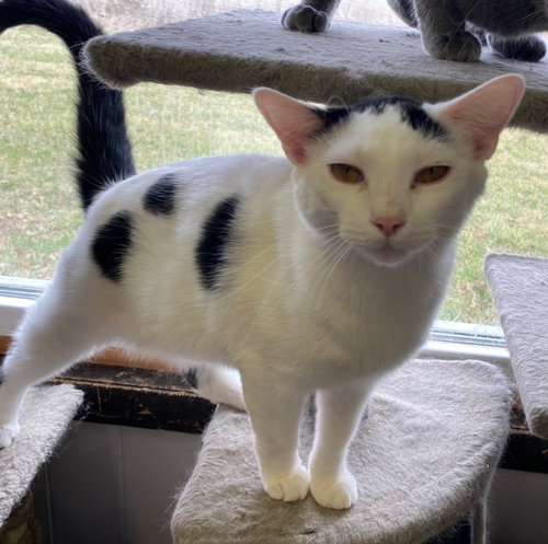 DOOHICKEY - Domestic Short Hair available for adoption