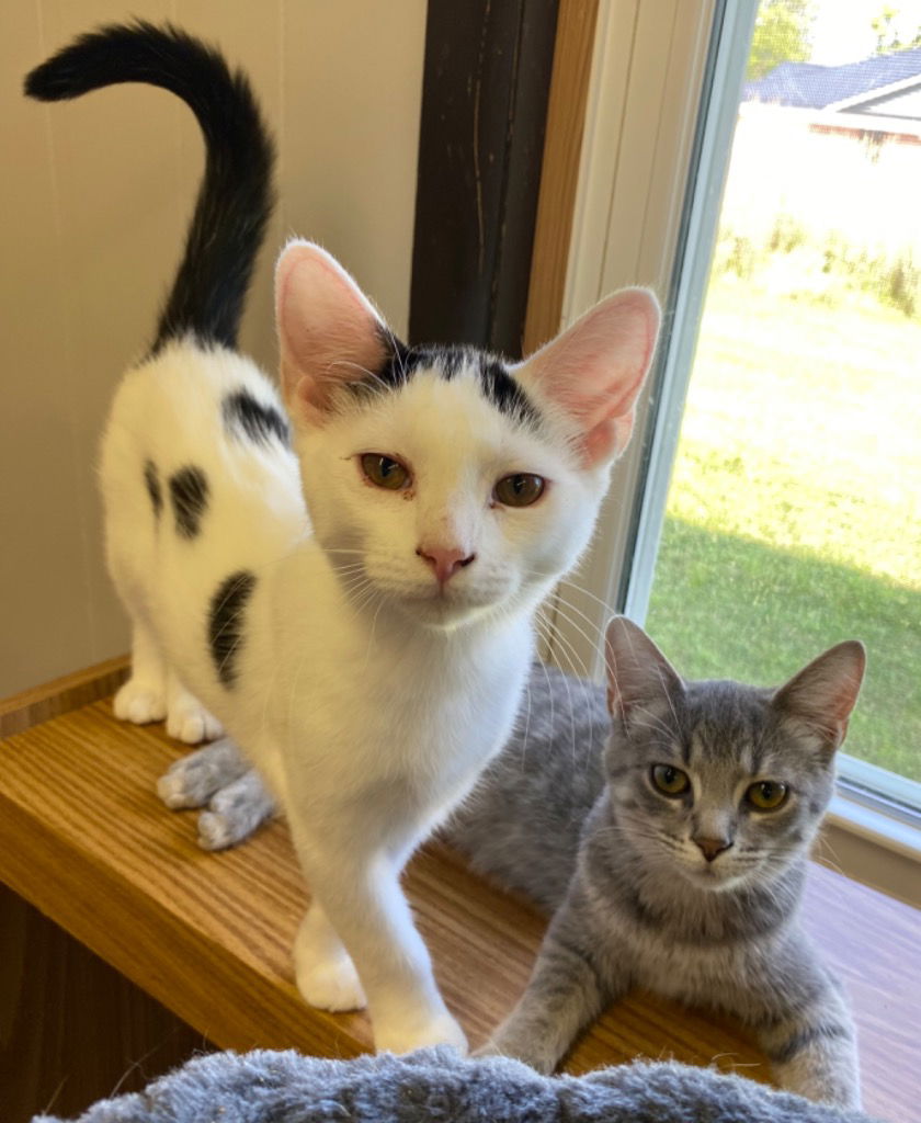 adoptable Cat in Portland, IN named Doohickey