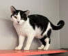 adoptable Cat in portland, IN named Thingamabob