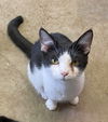 adoptable Cat in portland, IN named Thingamajig