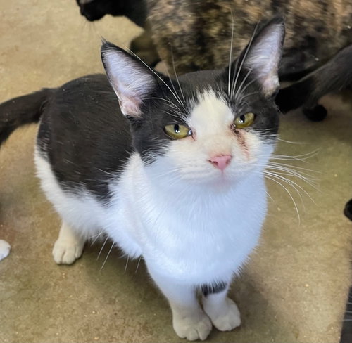 THINGAMAJIG - Domestic Short Hair available for adoption
