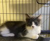 adoptable Cat in  named Whatchamacallit