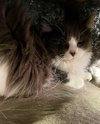 Whatchamacallit - Photo 2