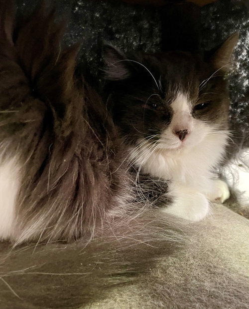 WHATCHAMACALLIT - Domestic Medium Hair available for adoption