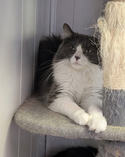 Whatchamacallit, an adoptable Domestic Medium Hair in Portland, IN