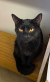 adoptable Cat in portland, IN named Whatzit
