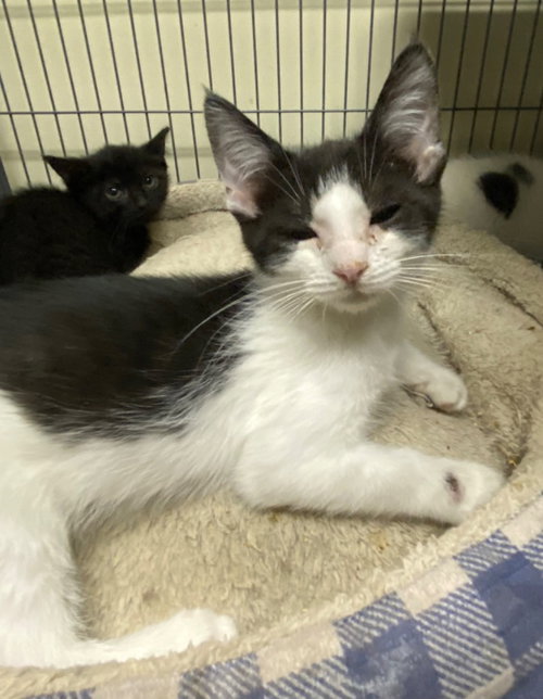 WHATZIT - Domestic Short Hair available for adoption