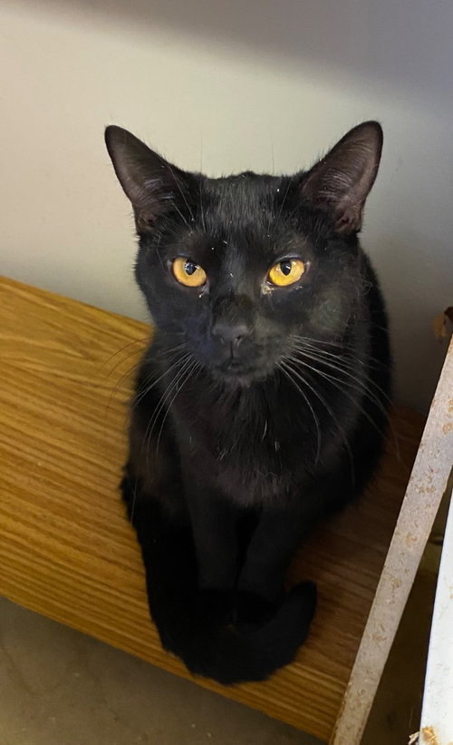 Whatzit, an adoptable Domestic Short Hair in Portland, IN