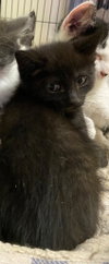 Whatzit - Photo 4